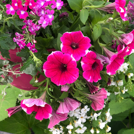 Blogue_Nos astuces pour réussir vos jardinières de fleurs annuelles