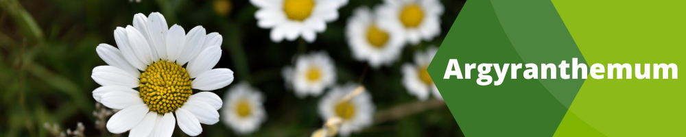 Fleurs annuelles_pots individuels_Argyranthemum