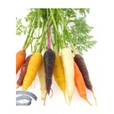 [69-1802-503] Semences en ruban carotte en mélange