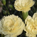 [1DIAODYB01] Dianthus Odessa yellow bling bling