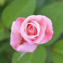 Rosier (Rosa) royal kate (hybrid tea)