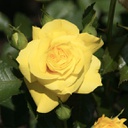 Rosa sunsprite (floribunda)