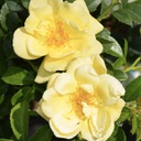 Rosa flower carpet yellow (shrub)