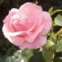 Rosa canada blooms