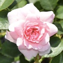 Rosa bonica (floribonda)
