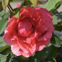 Rosa Morden fireglow (parkland)
