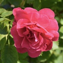Rosa George Vancouver