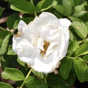 Rosa blanc double de coubert