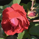 Rosa nicolas 