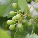 Vigne à raisins  muscat oscéola
