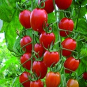 [69-9240-502] Semences tomate raisin rouge biologique