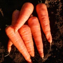 Semences carotte Red Cored Chantenay biologique