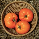 [TV21] Semences tomate Valencia biologique