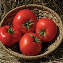 [TM21] Semences tomate moskvich