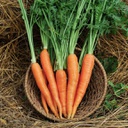 [CR19] Semences carotte rumba (nantasie) biologique