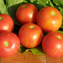Semences tomate Tigerella biologique