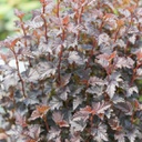 Physocarpus summer wine black (opulifolius)
