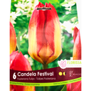 Bulbes : Tulipe - Candela Festival - Fosteriana