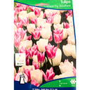 Bulbes : Tulipe - Celebrity mixture