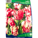 Bulbes : Tulipe - Estella Rynveld - Parrot