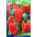 Bulbes : Tulipe - Red Emperor - Fosteriana