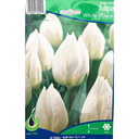 Bulbes : Tulipe - White Prince - Single Early