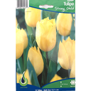 Bulbes : Tulipe - Strong Gold - Triumph