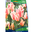 Bulbes : Tulipe - Quebec -  Bunch Flowering