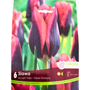 Bulbes : Tulipe - Slawa - Triumph