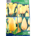 Bulbes : Tulipe - All Season Yellow