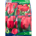 Bulbes : Tulipe - All Season Red