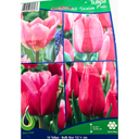 Bulbes : Tulipe - All Season Pink