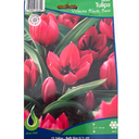 Bulbes : Tulipe - Violacea Black Base - Species