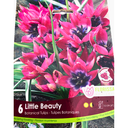 Bulbes : Tulipe - Little Beauty - Botanique