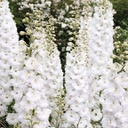 Delphinium white (magic fountains) (1 gallon, 1 gallon)