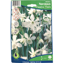 Bulbes : Narcisse - Triandrus Thalia - Miniature