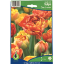 Bulbes : Tulipe - Sun Lover - Double late