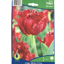 Bulbes : Tulipe - Versaci - Fringed
