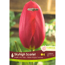 Bulbes : Tulipe - Skyhigh Scarlet - Simple Tardive
