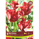 Bulbes : Tulipe - Red Dress - Tulipe de la Couronne