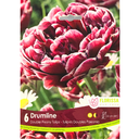 Bulbes : Tulipe - Drumline - Double Paeonia