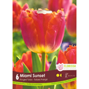 Bulbes : Tulipe - Miami Sunset - Frangé