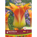 Bulbes : Tulipe - Moonblush - Fleurs de Lis