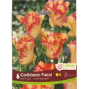 Bulbes : Tulipe - Caribbean Parrot - Tulipe Perroquet