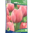 Bulbes : Tulipe - Mystic Van Eijk - Darwin Hybrid