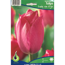 Bulbes : Tulipe - Lady Van Eijk - Darwin Hybrid