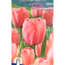 Bulbes : Tulipe - Design Impression - Darwin Hybrid