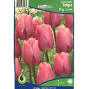 Bulbes : Tulipe - Big Love - Darwin Hybrid
