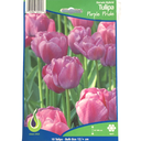 Bulbes : Tulipe - Purple Pride - Darwin Hybrid