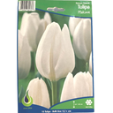 Bulbes : Tulipe - Hakuum - Darwin Hybrid